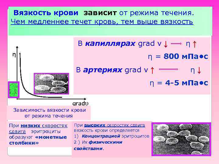 Вязкость крови зависит от режима течения. Чем медленнее течет кровь, тем выше вязкость В