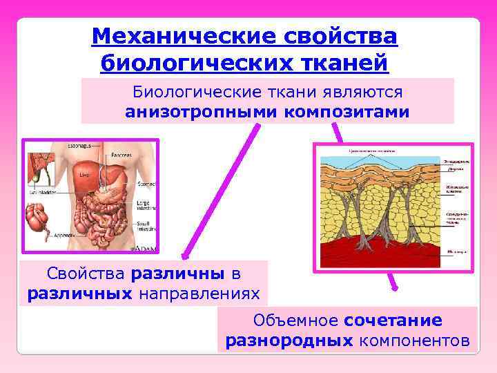 Механические свойства биологических тканей Биологические ткани являются анизотропными композитами Свойства различны в различных направлениях