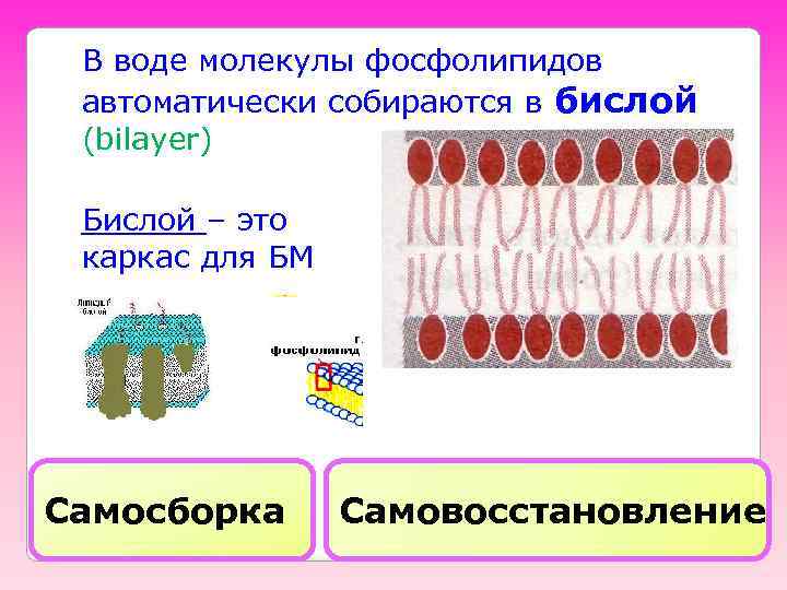 В воде молекулы фосфолипидов автоматически собираются в бислой (bilayer) Бислой – это каркас для