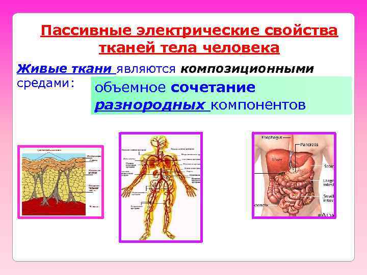 Пассивные электрические свойства тканей тела человека Живые ткани являются композиционными средами: объемное сочетание разнородных