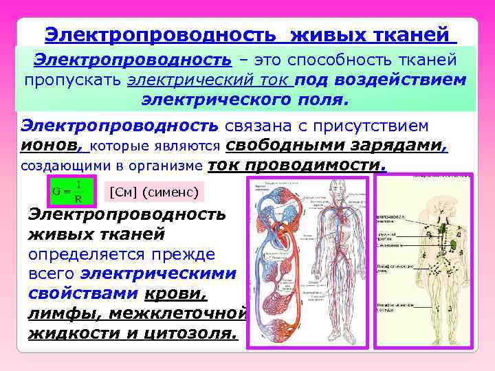 Электропроводность живых тканей Электропроводность – это способность тканей пропускать электрический ток под воздействием электрического