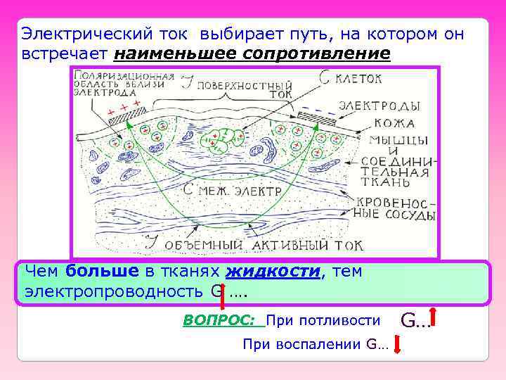 Электрический ток выбирает путь, на котором он встречает наименьшее сопротивление Чем больше в тканях