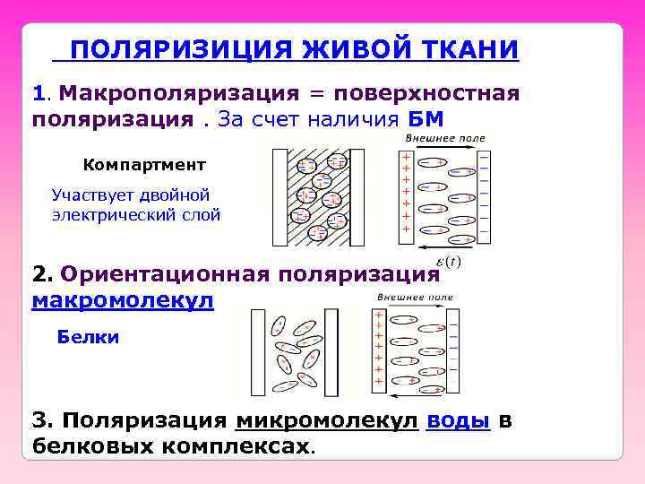 ПОЛЯРИЗИЦИЯ ЖИВОЙ ТКАНИ 1. Макрополяризация = поверхностная поляризация. За счет наличия БМ Компартмент Участвует