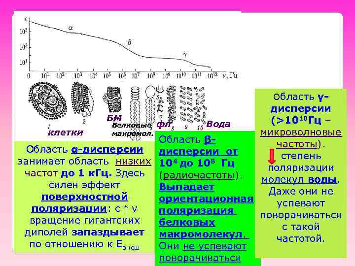 Область γ- дисперсии БМ (>1010 Гц – Вода Белковые фл клетки микроволновые макромол. Область