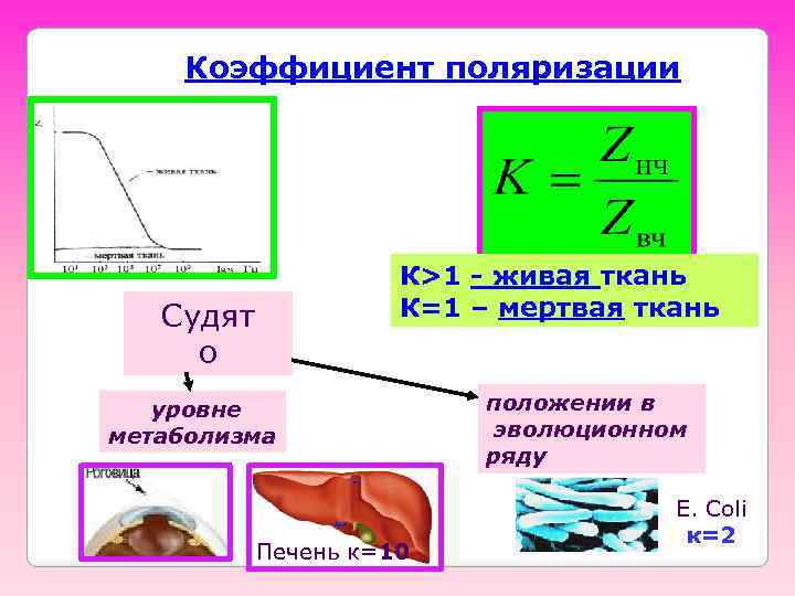 Коэффициент поляризации К>1 - живая ткань К=1 – мертвая ткань Судят о уровне метаболизма