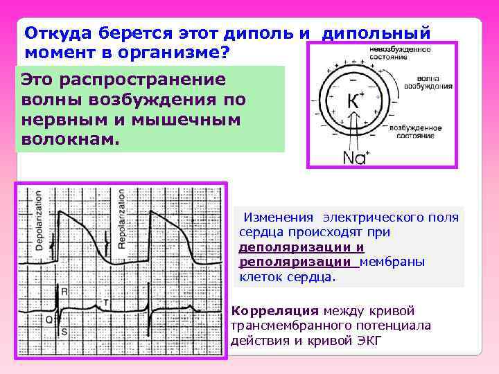 Откуда берется этот диполь и дипольный момент в организме? Это распространение волны возбуждения по