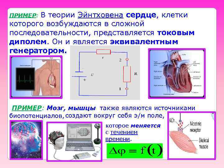 В теории Эйнтховена сердце, клетки которого возбуждаются в сложной последовательности, представляется токовым диполем. Он