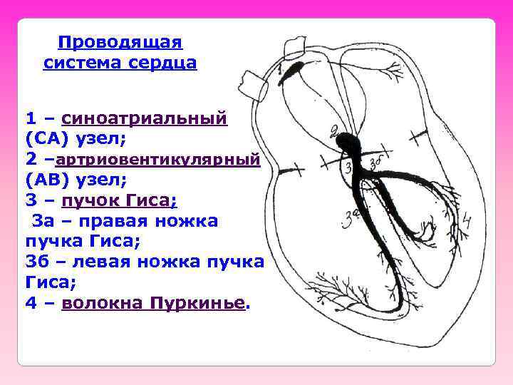 Проводящая система сердца 1 – синоатриальный (СА) узел; 2 –артриовентикулярный (АВ) узел; 3 –