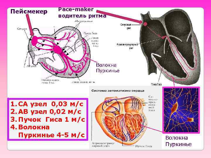 Пейсмекер Pace-maker водитель ритма Волокна Пуркинье 1. СА узел 0, 03 м/с 2. АВ