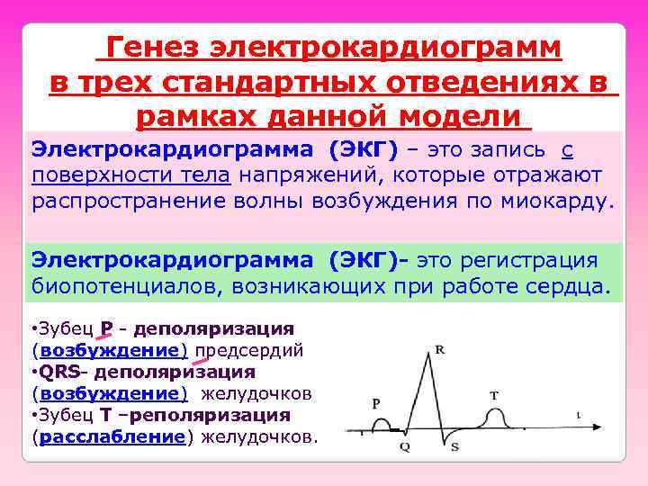 Генез электрокардиограмм в трех стандартных отведениях в рамках данной модели Электрокардиограмма (ЭКГ) – это