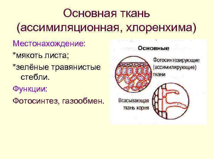 Основная ткань (ассимиляционная, хлоренхима) Местонахождение: *мякоть листа; *зелёные травянистые стебли. Функции: Фотосинтез, газообмен. 