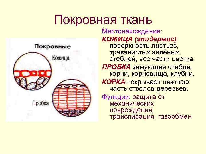 Покровная ткань строение