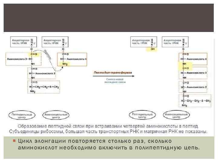  Цикл элонгации повторяется столько раз, сколько аминокислот необходимо включить в полипептидную цепь. 