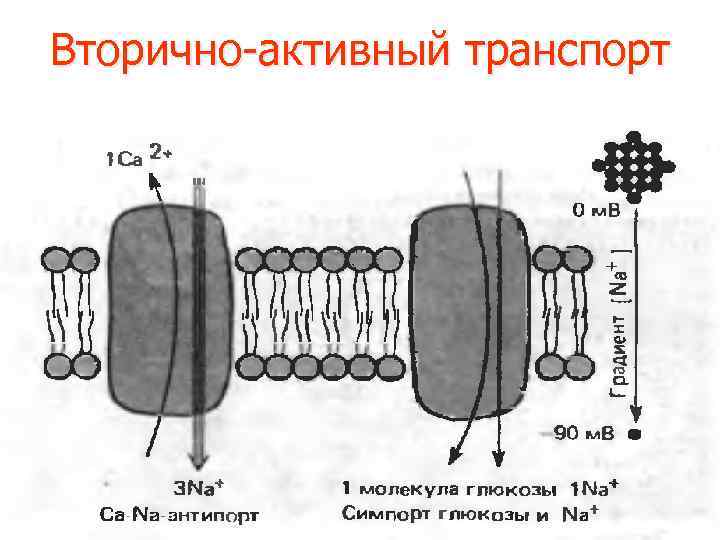 Транспорт натрия активный транспорт