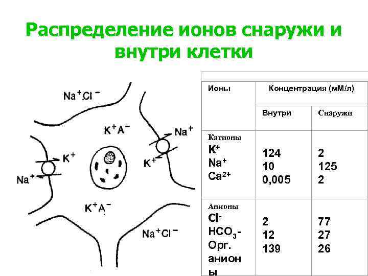 Внеклеточный катион. Распределение ионов внутри и снаружи клетки. Распределение ионов в клетке. Ионы в клетке и вне клетки.