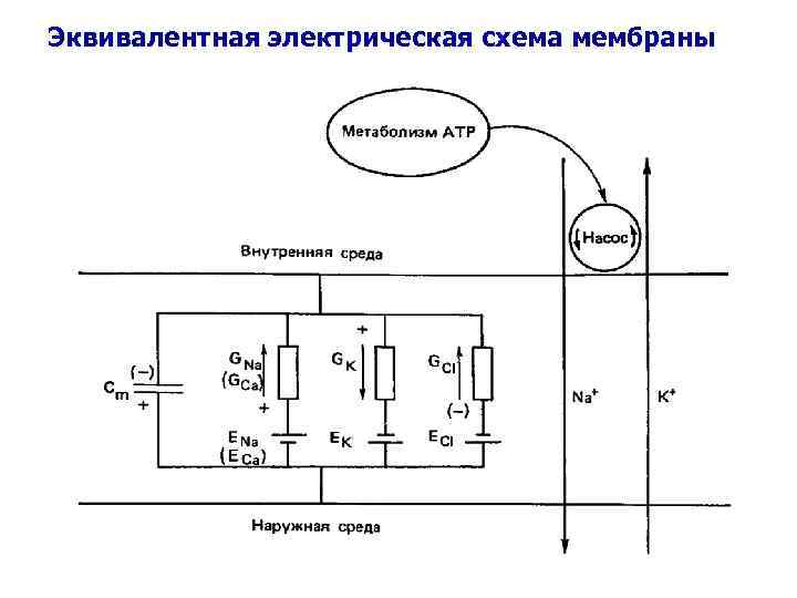 Эквивалентная электрическая схема мембраны 