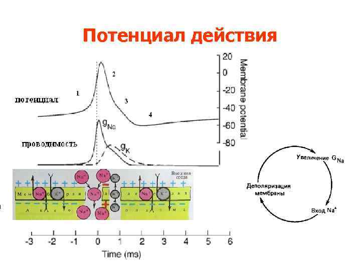 Потенциал действия физиология презентация