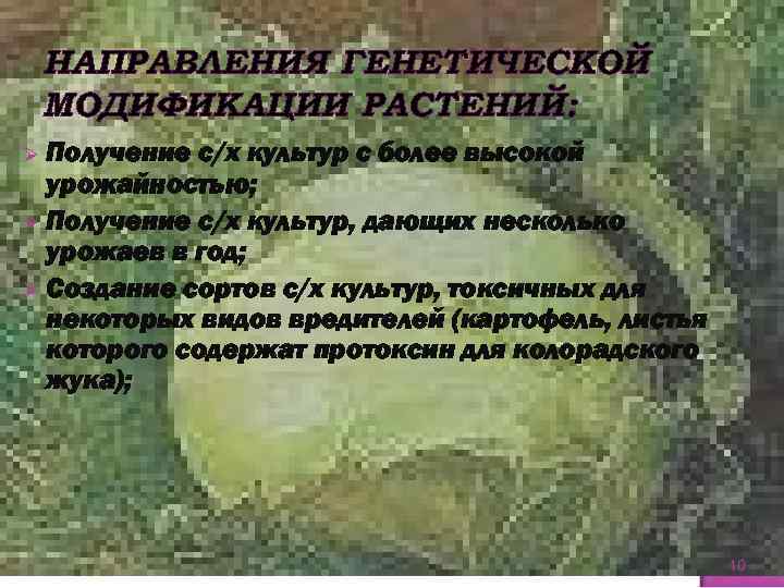 НАПРАВЛЕНИЯ ГЕНЕТИЧЕСКОЙ МОДИФИКАЦИИ РАСТЕНИЙ: Получение с/х культур с более высокой урожайностью; Ø Получение с/х