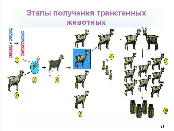 Этапы получения трансгенных животных 21 