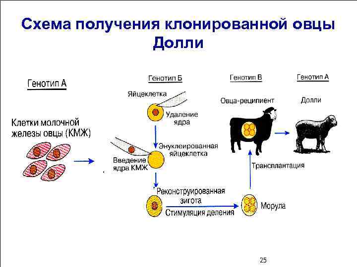 Cхема получения клонированной овцы Долли 25 20 