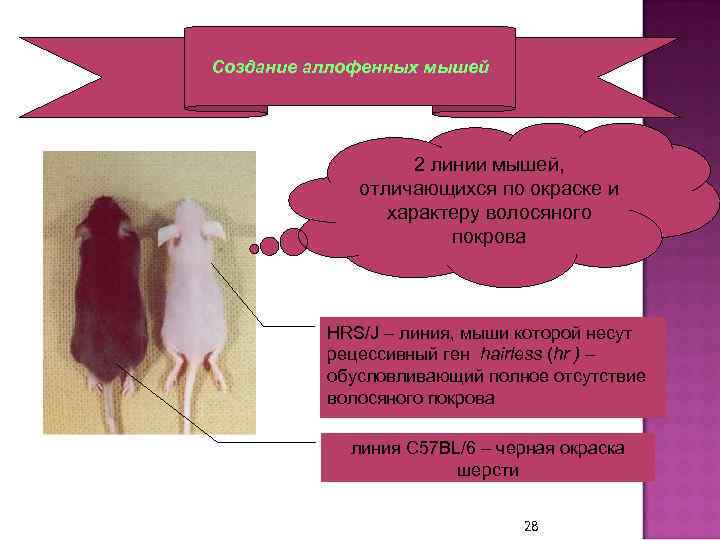 Создание аллофенных мышей 2 линии мышей, отличающихся по окраске и характеру волосяного покрова HRS/J