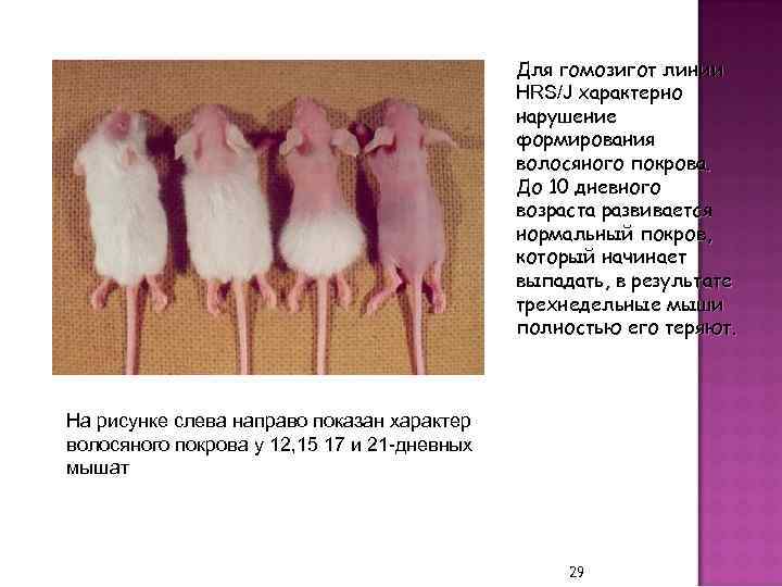 Для гомозигот линии HRS/J характерно нарушение формирования волосяного покрова. До 10 дневного возраста развивается