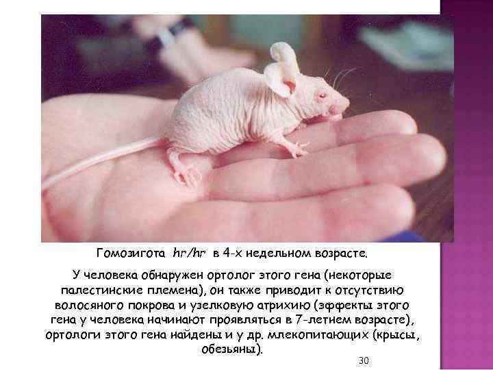 Гомозигота hr/hr в 4 -х недельном возрасте. У человека обнаружен ортолог этого гена (некоторые
