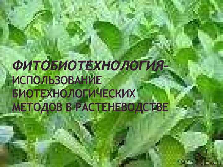 ФИТОБИОТЕХНОЛОГИЯИСПОЛЬЗОВАНИЕ БИОТЕХНОЛОГИЧЕСКИХ МЕТОДОВ В РАСТЕНЕВОДСТВЕ 4 