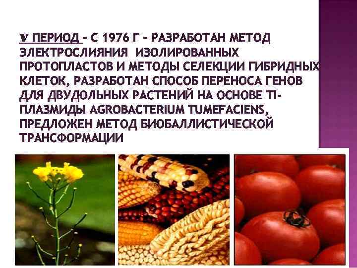 V ПЕРИОД – С 1976 Г – РАЗРАБОТАН МЕТОД ЭЛЕКТРОСЛИЯНИЯ ИЗОЛИРОВАННЫХ ПРОТОПЛАСТОВ И МЕТОДЫ