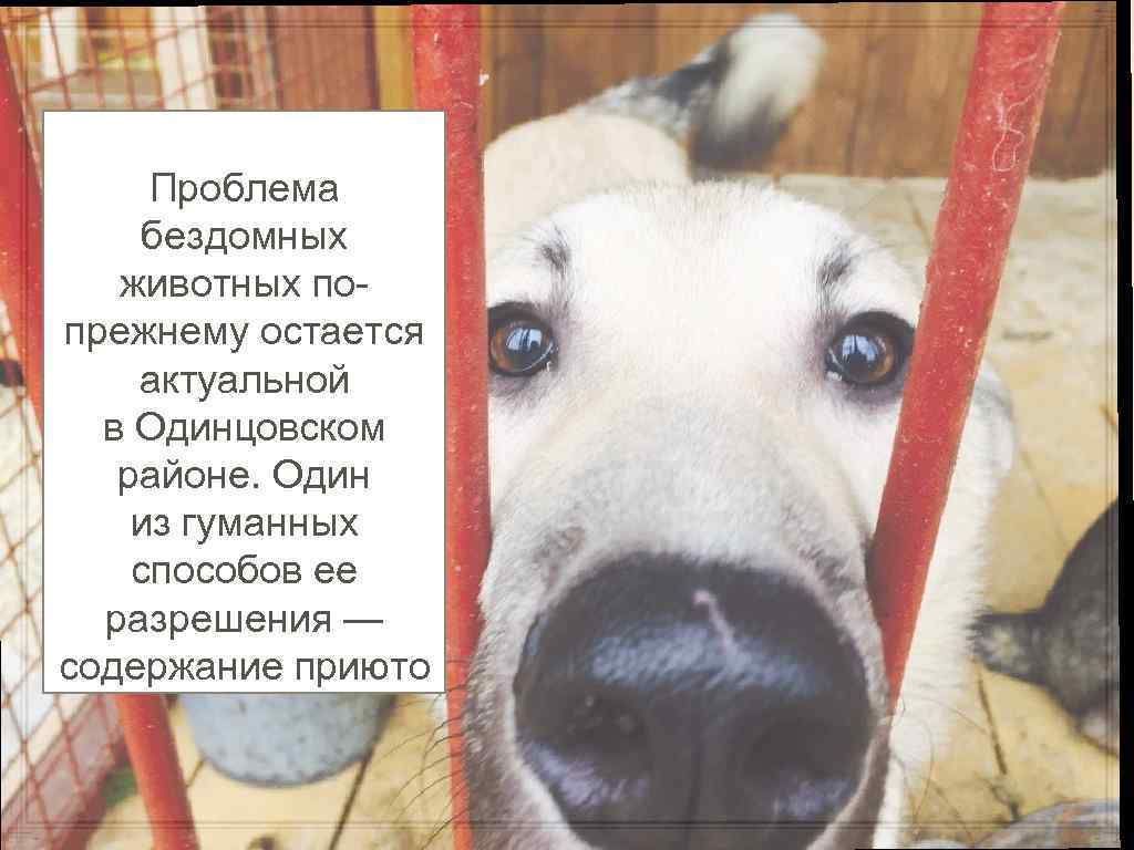 Проблема бездомных животных попрежнему остается актуальной в Одинцовском районе. Один из гуманных способов ее
