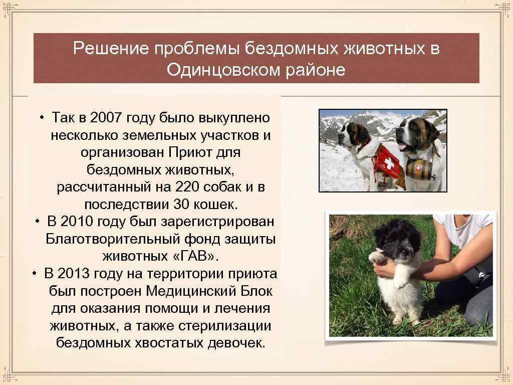 Решение проблемы бездомных животных в Одинцовском районе • Так в 2007 году было выкуплено