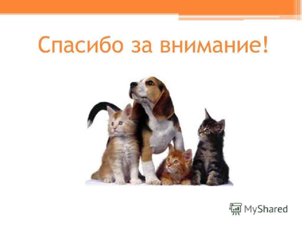 Внимание животные. Спасибо за внимание с животными. Спасибо за внимание с котиками и собаками. Спасибо за внимание щенок. Благодарю за внимание животные.