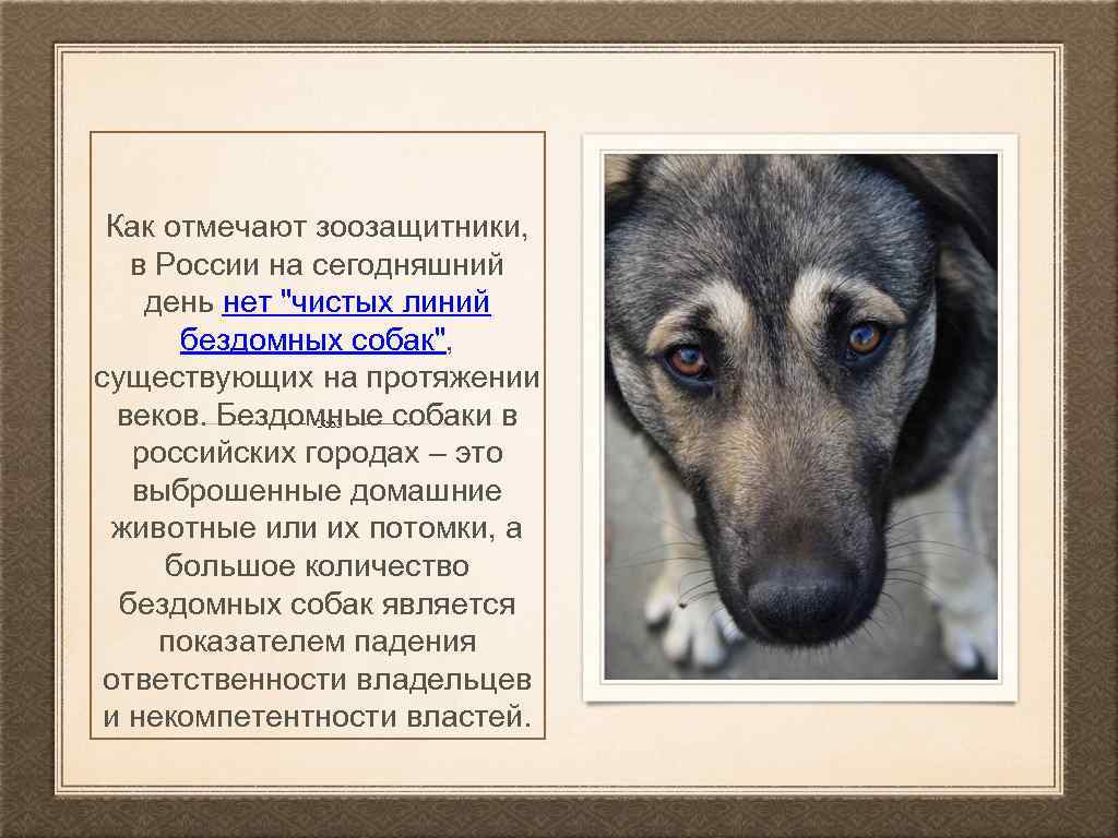Как отмечают зоозащитники, в России на сегодняшний день нет "чистых линий бездомных собак", существующих