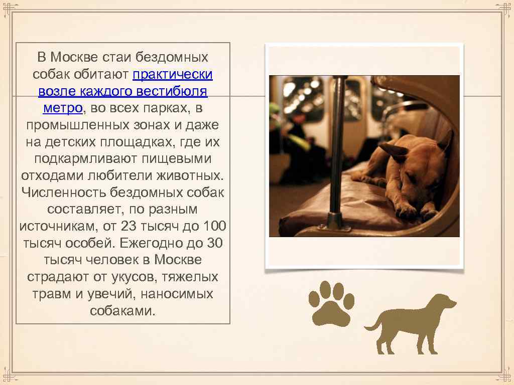 В Москве стаи бездомных собак обитают практически возле каждого вестибюля метро, во всех парках,