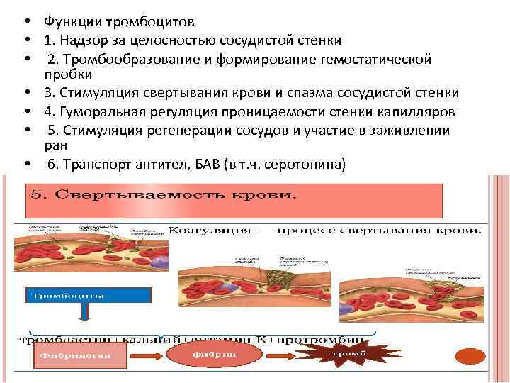 Тромбоциты при тромбозе. Роль сосудистой стенки и тромбоцитов в свертывании крови. Гемостатическая функция тромбоцитов.