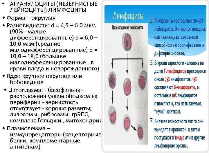  • АГРАНУЛОЦИТЫ (НЕЗЕРНИСТЫЕ ЛЕЙКОЦИТЫ) ЛИМФОЦИТЫ • Форма – округлая • Разновидности: d =