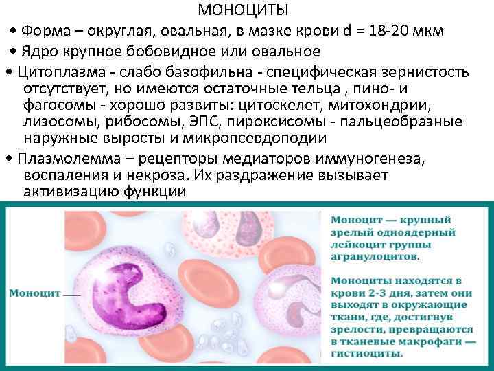 Моноцитов в крови 1. Моноциты мазок. Моноциты в мазке крови. Моноциты форма. Моноцит гистология.