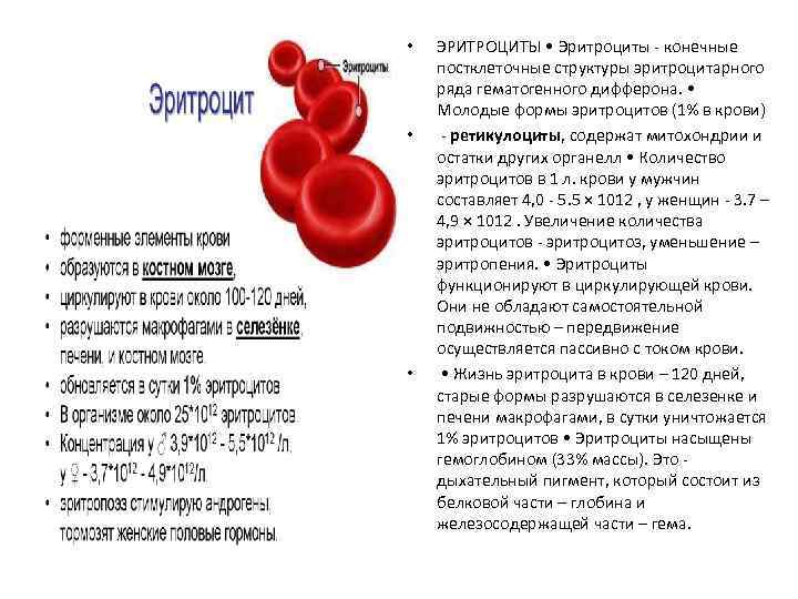 Форма эритроцитов. Форма эритроцитов в крови. Молодые эритроциты. Молодые формы эритроцитов называются.