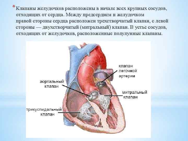 Аорта двухстворчатый клапан левое предсердие трехстворчатый клапан