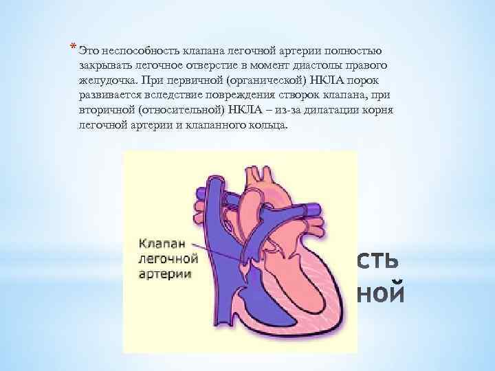 Клапан легочной артерии. Створки легочной артерии. Створки клапана легочной артерии. Створки пульмонального клапана.