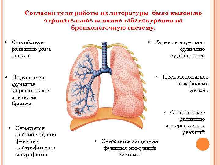 Согласно цели работы из литературы было выяснено отрицательное влияние табакокурения на бронхолегочную систему. •