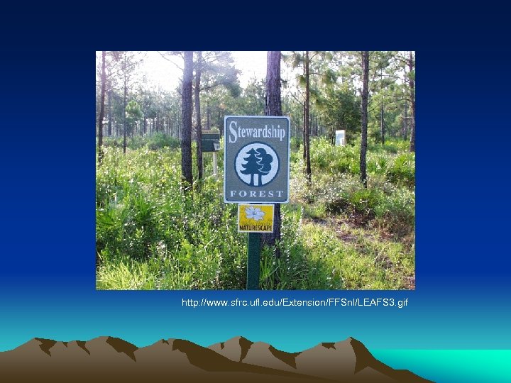 http: //www. sfrc. ufl. edu/Extension/FFSnl/LEAFS 3. gif 