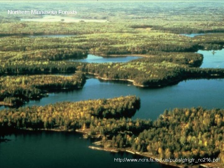Northern Minnesota Forests http: //www. ncrs. fed. us/pubs/gtr_nc 216. pdf 