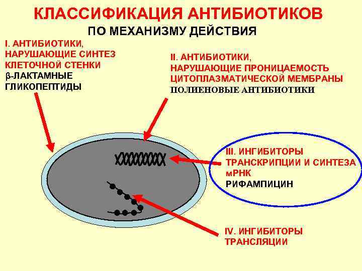 КЛАССИФИКАЦИЯ АНТИБИОТИКОВ ПО МЕХАНИЗМУ ДЕЙСТВИЯ I. АНТИБИОТИКИ, НАРУШАЮЩИЕ СИНТЕЗ КЛЕТОЧНОЙ СТЕНКИ β-ЛАКТАМНЫЕ ГЛИКОПЕПТИДЫ II.