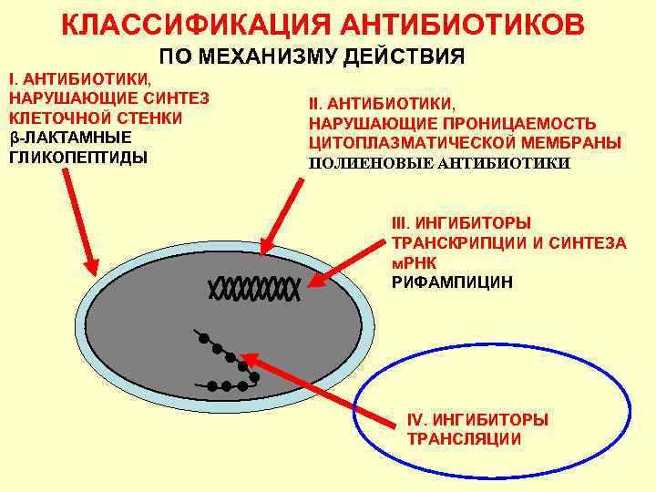 КЛАССИФИКАЦИЯ АНТИБИОТИКОВ ПО МЕХАНИЗМУ ДЕЙСТВИЯ I. АНТИБИОТИКИ, НАРУШАЮЩИЕ СИНТЕЗ КЛЕТОЧНОЙ СТЕНКИ β-ЛАКТАМНЫЕ ГЛИКОПЕПТИДЫ II.