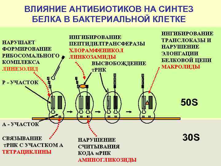 ВЛИЯНИЕ АНТИБИОТИКОВ НА СИНТЕЗ БЕЛКА В БАКТЕРИАЛЬНОЙ КЛЕТКЕ НАРУШАЕТ ФОРМИРОВАНИЕ РИБОСОМАЛЬНОГО КОМПЛЕКСА ЛИНЕЗОЛИД ИНГИБИРОВАНИЕ