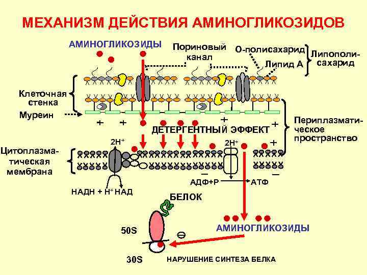 МЕХАНИЗМ ДЕЙСТВИЯ АМИНОГЛИКОЗИДОВ АМИНОГЛИКОЗИДЫ Пориновый О-полисахарид Липополиканал Липид А сахарид Клеточная стенка Муреин ДЕТЕРГЕНТНЫЙ