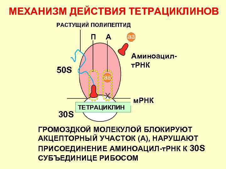 МЕХАНИЗМ ДЕЙСТВИЯ ТЕТРАЦИКЛИНОВ РАСТУЩИЙ ПОЛИПЕПТИД П А Аминоацилт. РНК 50 S 30 S ТЕТРАЦИКЛИН