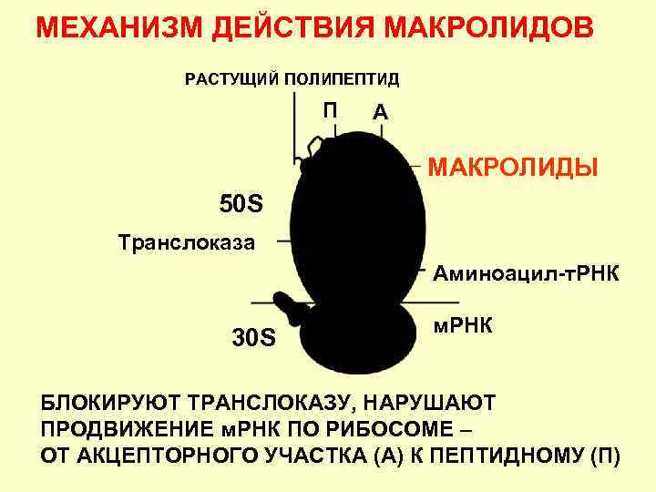 МЕХАНИЗМ ДЕЙСТВИЯ МАКРОЛИДОВ РАСТУЩИЙ ПОЛИПЕПТИД П А МАКРОЛИДЫ 50 S Транслоказа Аминоацил-т. РНК 30