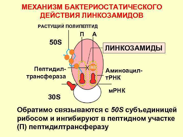 МЕХАНИЗМ БАКТЕРИОСТАТИЧЕСКОГО ДЕЙСТВИЯ ЛИНКОЗАМИДОВ РАСТУЩИЙ ПОЛИПЕПТИД П 50 S Пептидилтрансфераза 30 S А ЛИНКОЗАМИДЫ
